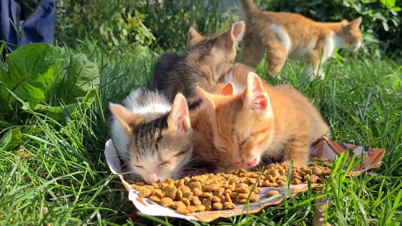 Little cute hungry kittens