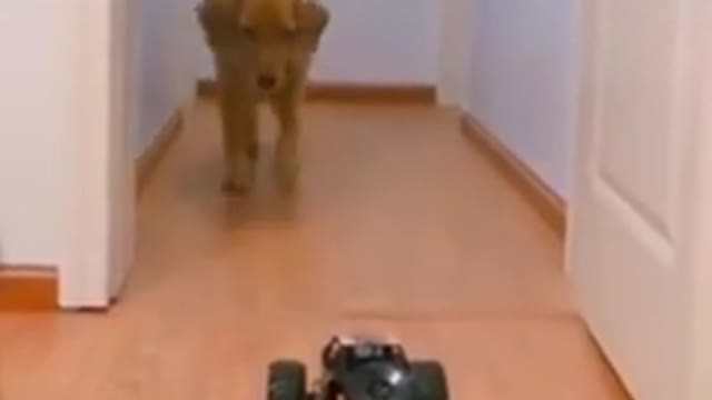 Dogs Scared A Toy Car