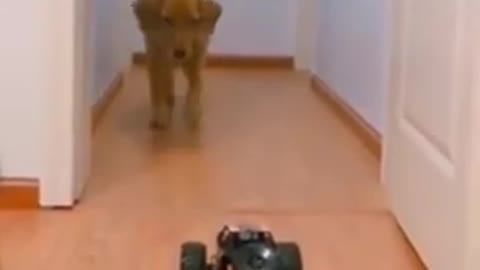 Dogs Scared A Toy Car