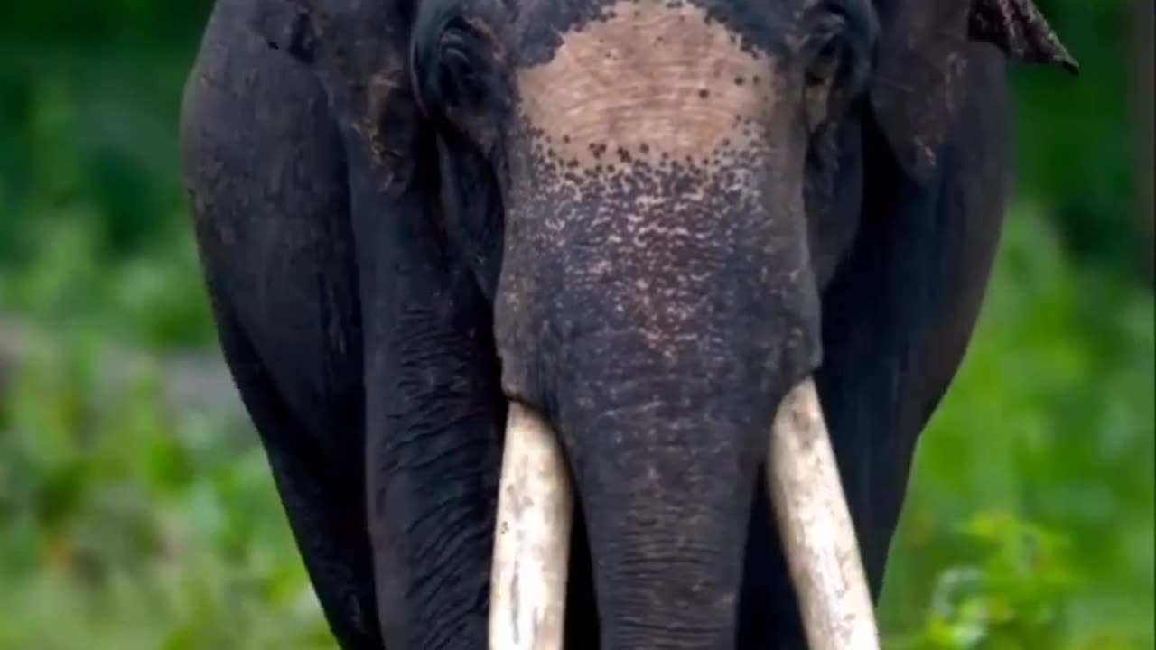 Wildlife is in closer view with a natural perspective.