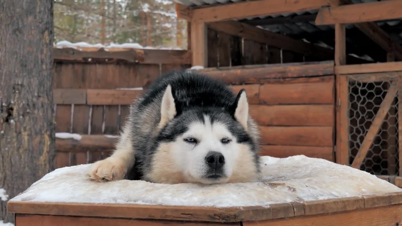 A sleepy husky in the kennel enjoying snowy weather. Portrait
