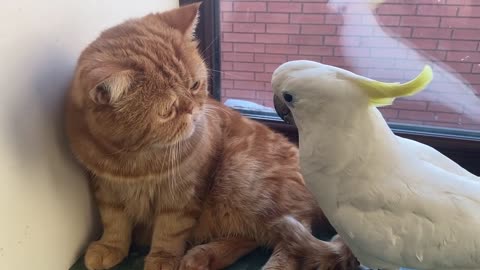 cockatoo parrot playing with cat