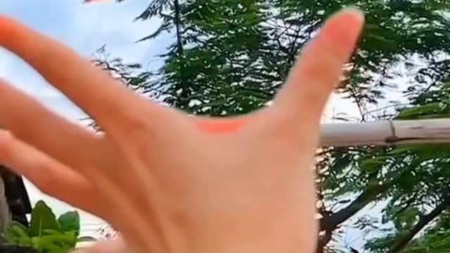 Flying animal