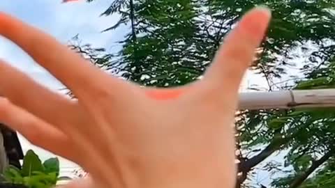 Flying animal