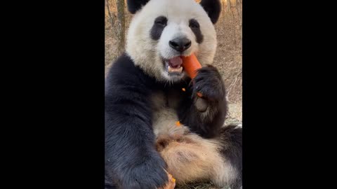 the panda is always eating