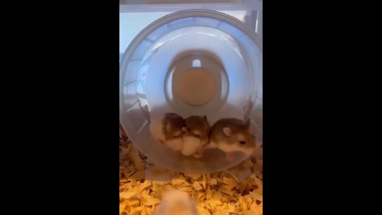 Little hamster's doubts