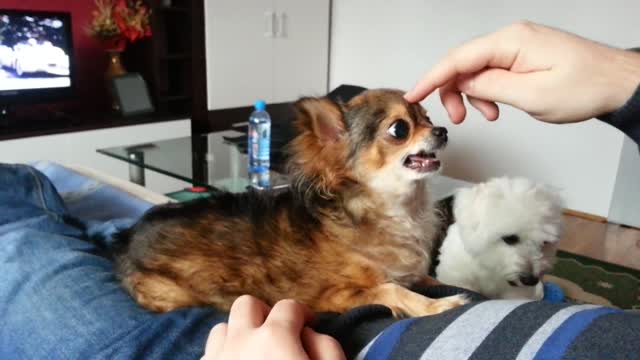 Chihuahua is ready to make steak from you !