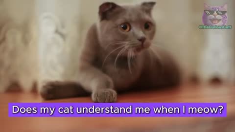 If You Start Meowing Back at Your Cat, WATCH What Happens Next
