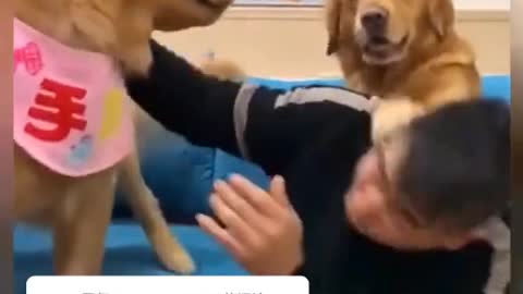 funny dog video