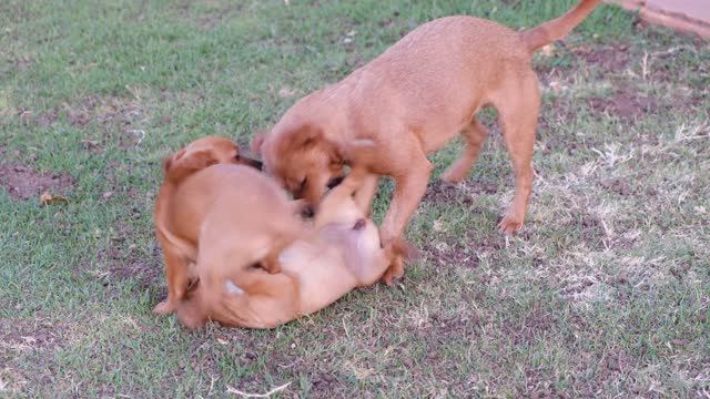 Dogs are playing with each other