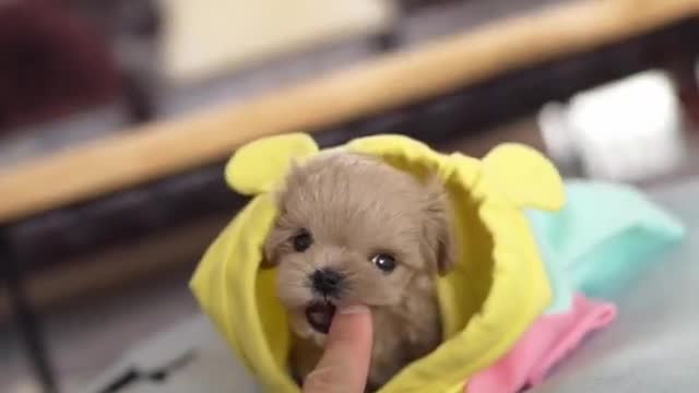Funny videos / Best animals | Funny videos 2021 Tiktok | #Shorts