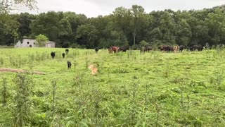 Gator And Sassy Intro To Cattle Ten