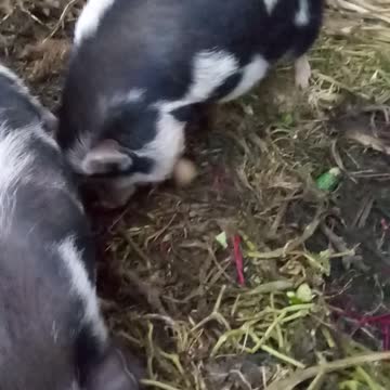 Breakfast for the Pigs