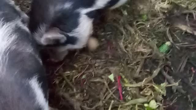 Breakfast for the Pigs
