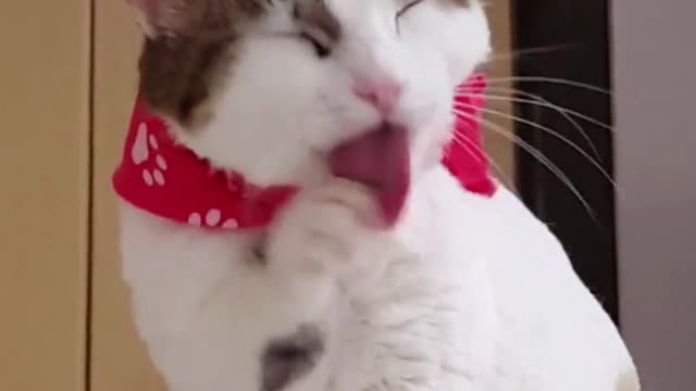 I love this Cat 2022| Funny Co| Funny Animal