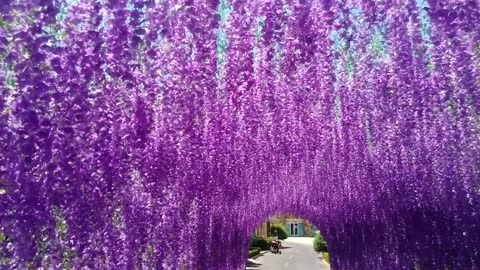 Is this a sea of blue flowers?