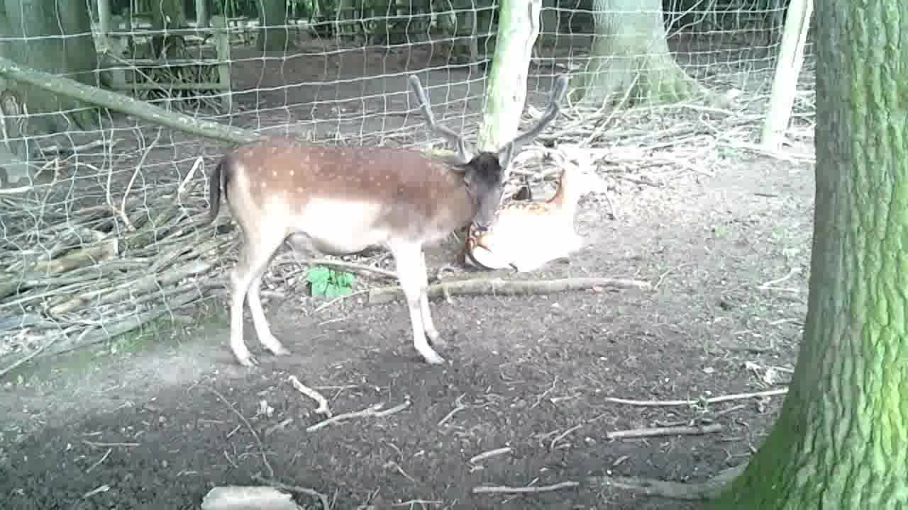 A young german stag with antlers stares at me. Germany 2021 - Video