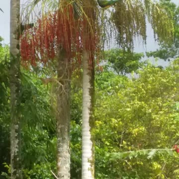 29.6.2024 Wompoo Fruit Doves