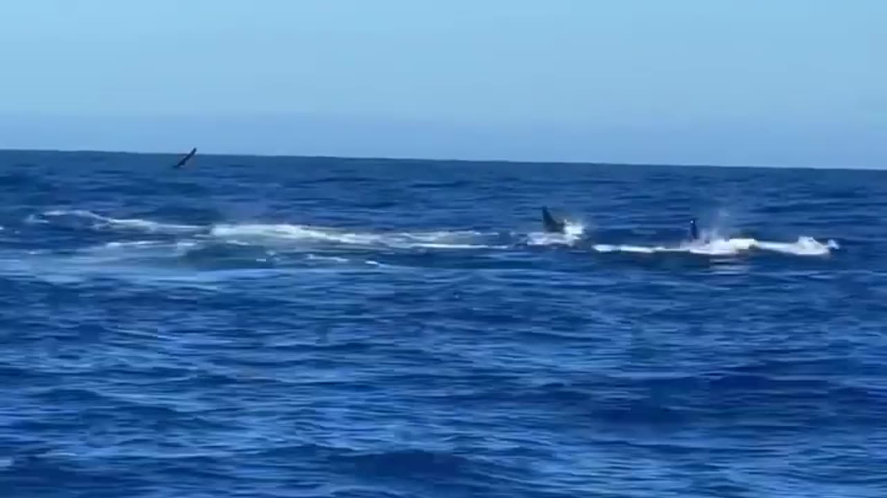 Wildlife