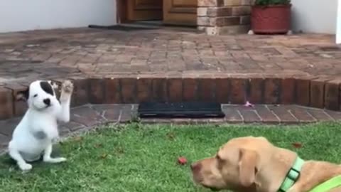 Adorable puppy🥰🥰