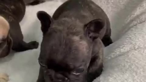 Dog video