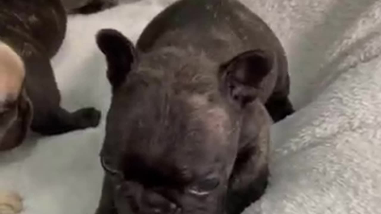 Dog video