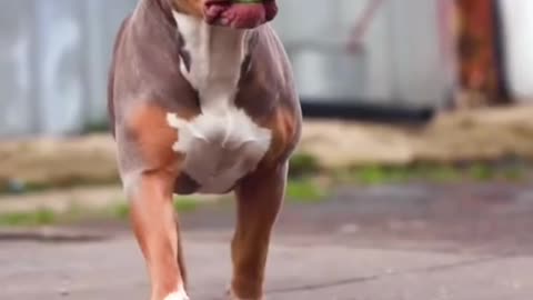 Dog Short Video ll #Short