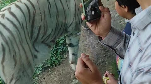 White Tiger 🤍🤍