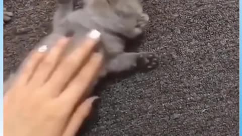 Cute Cat Plays Dead #Funny #Video