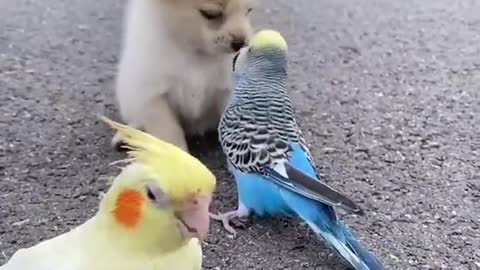 Even animals are kind to each other