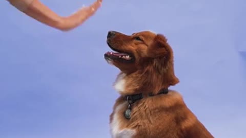 A Beautiful woman training her golden retriever dog!