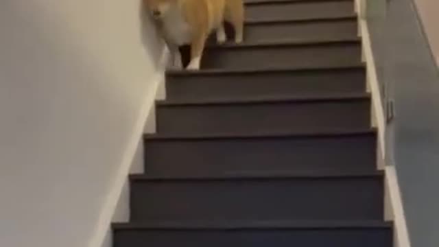 The way the dog goes downstairs is special