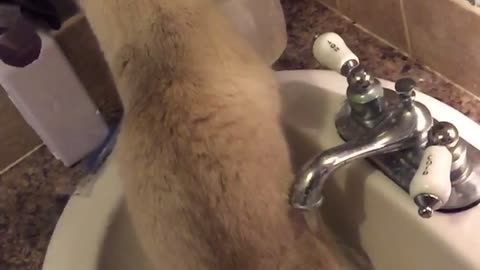 White cat sitting in sink with water running