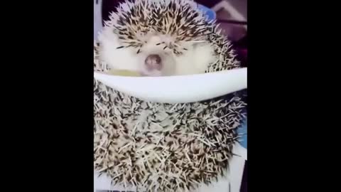 Cute and Funny Animal Videos to Brighten Your Day