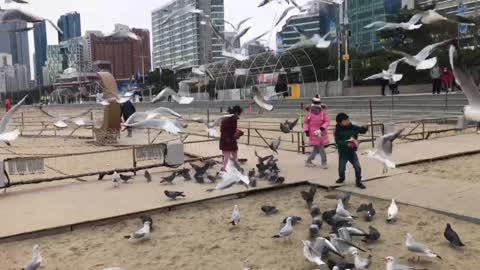 Seagulls at Haeundae beach in Busan, South Korea.
