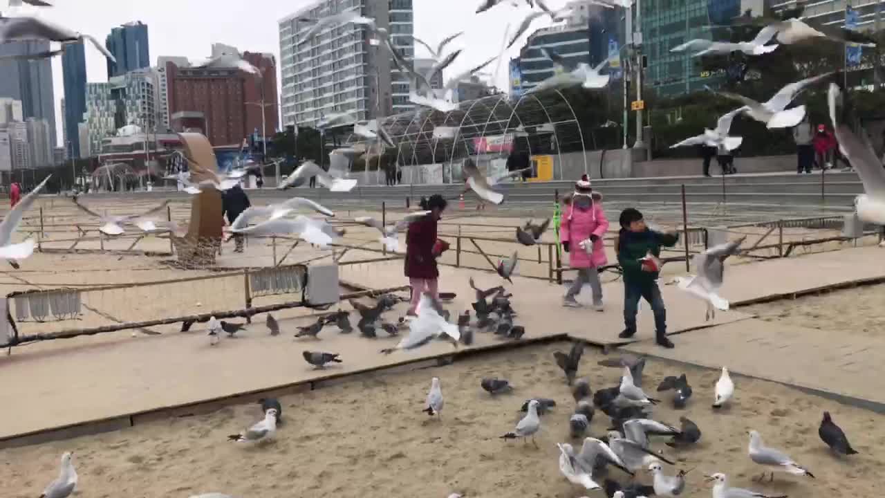 Seagulls at Haeundae beach in Busan, South Korea.