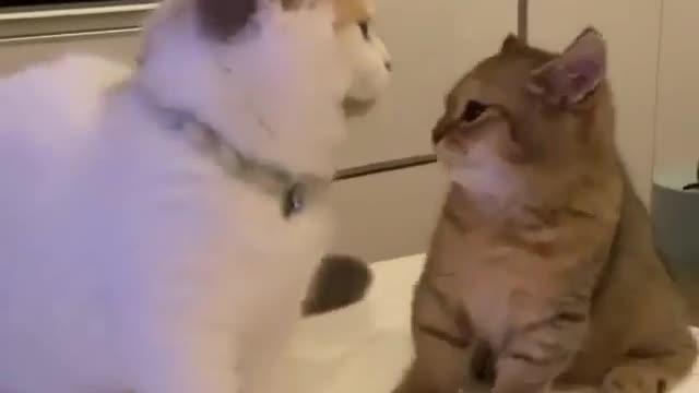 cats fun with other cute kittens