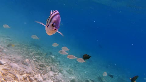 Close-up view of striped tropical fish floating to camera