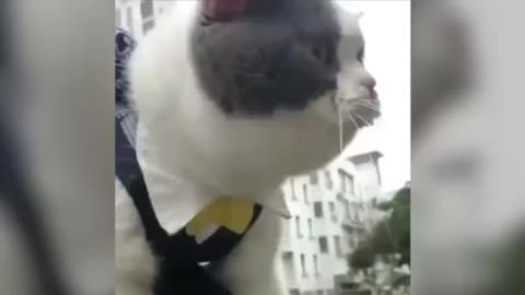 Cats talking to owners