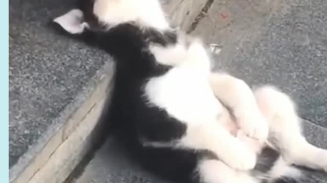 cute dog#short