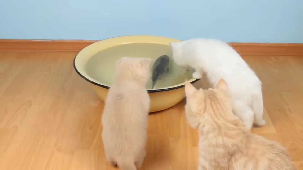 Cat Reacted To Fish