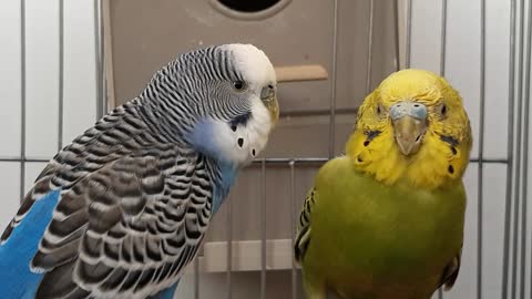 Funny Video For Parakeets Kisses each other