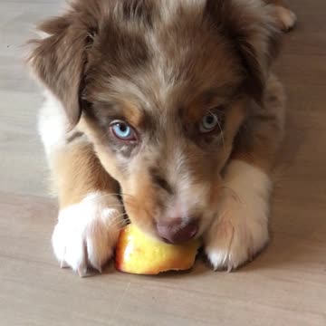 Cute little puppy eats an apple for the very first time