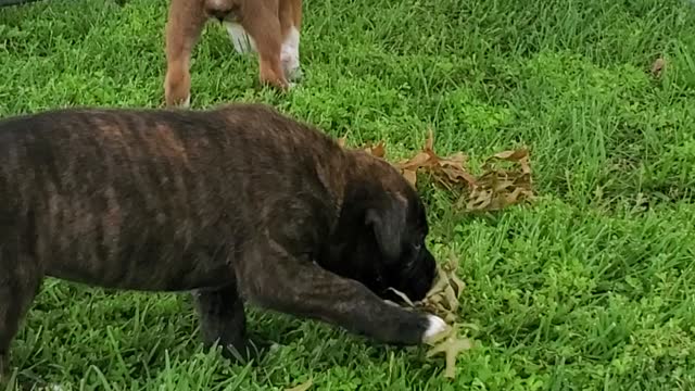 Playing Pup Can't See Over Her Toy