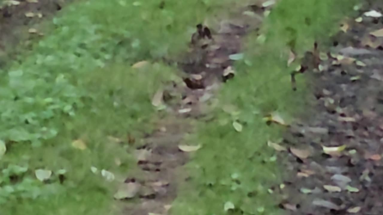 What is that? Just 30 seconds to .. Name that animal!(?)