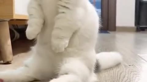 The best funny animals video in the world surprising us #shorts videos,