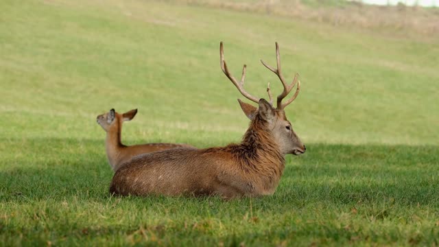 Deer With Her Child