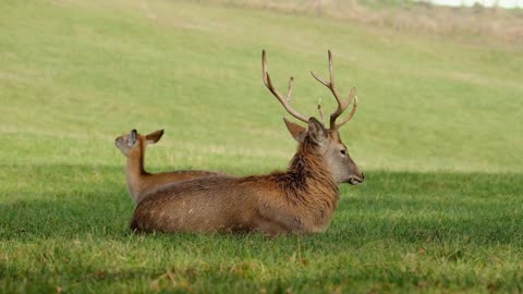 Deer With Her Child