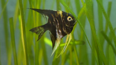 Beautiful black fish swims in fishtank or home aquarium.