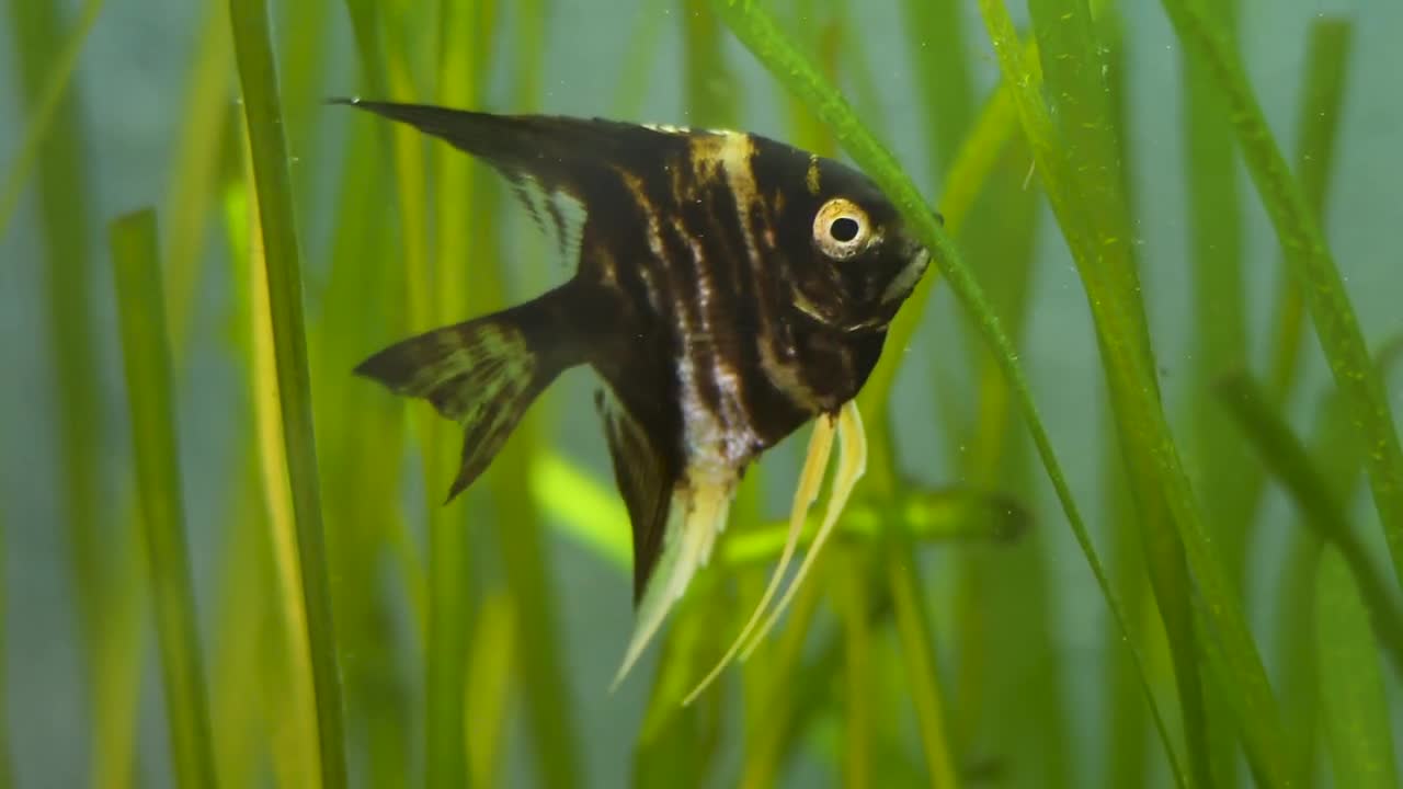 Beautiful black fish swims in fishtank or home aquarium.